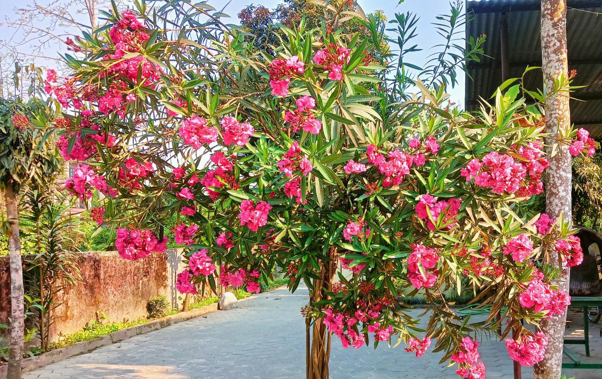 Hotel Butterfly - Peaceful Garden For Nature Lovers Sauraha Esterno foto